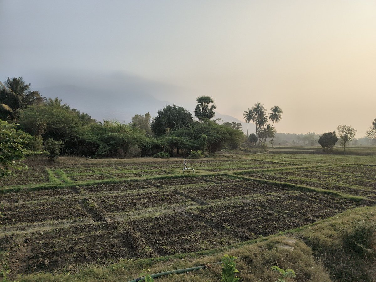 ImP__Azhagar's tweet image. Happy Sunday makkale 💚

#nativelove