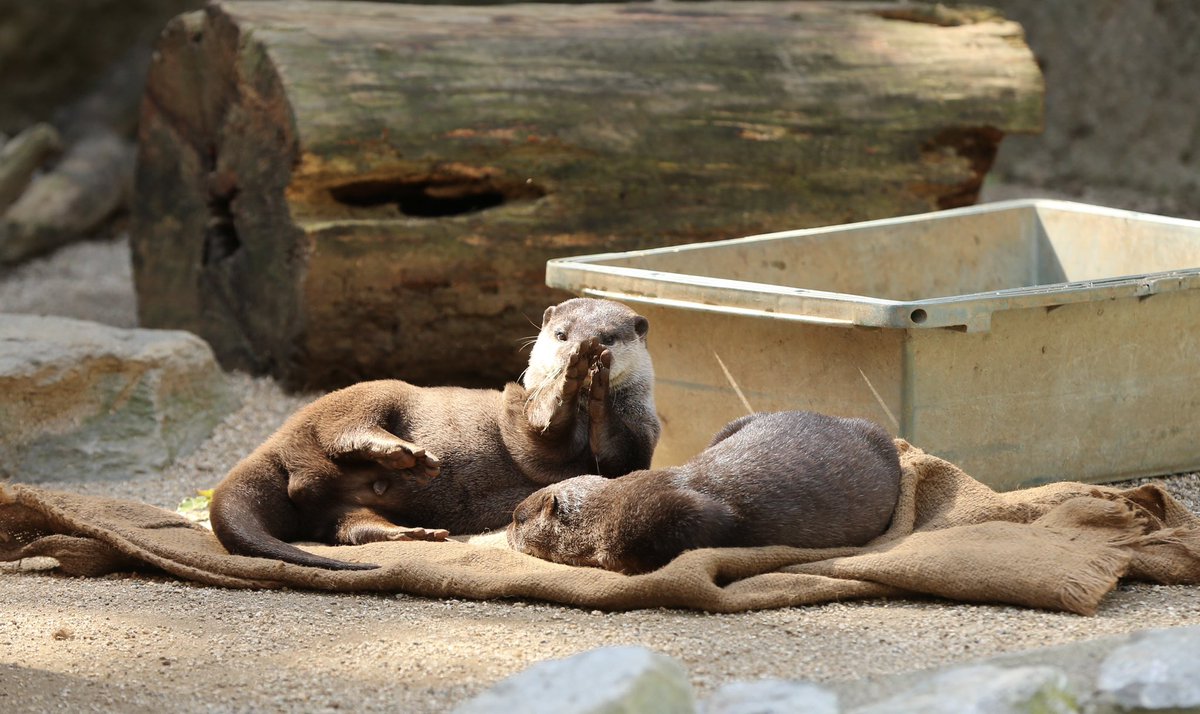 OtterBeginner's tweet photo. のんびり日和。 #のいち動物公園 #カワウソ https://t.co/F9Lmrbqg0Z