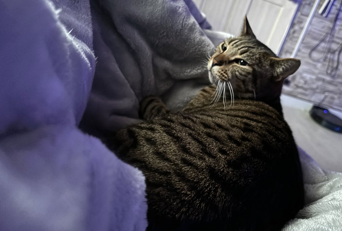 朝起きると布団の上に猫がいる生活