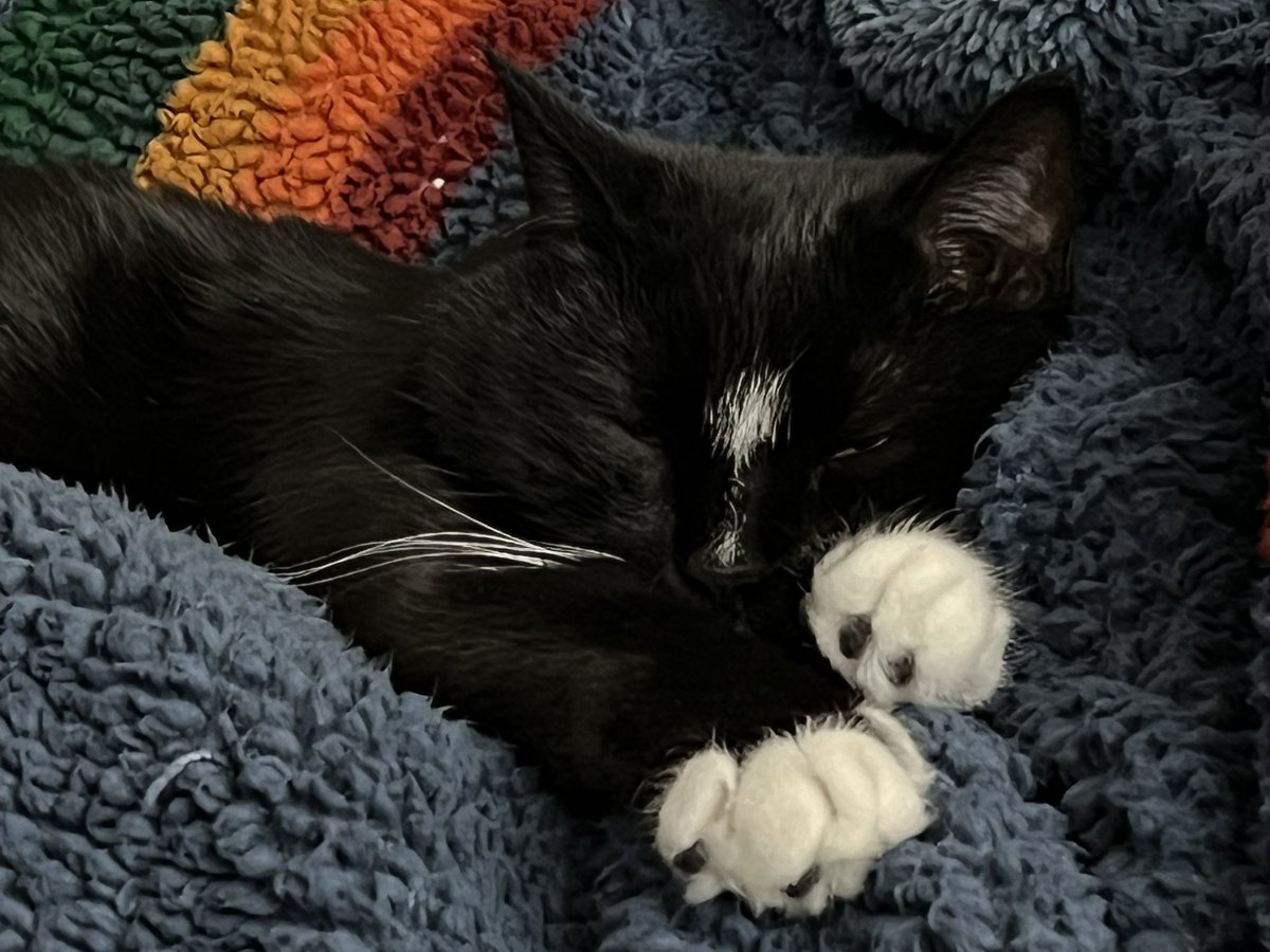 Mum was gone for a few nights, I was so worried something happened to her. She’s back home now and I’m so happy. She said it was cold out so I thought I would keep her warm with some snuggles.  #Caturday #CatsOfTwitter #CatsOnTwitter