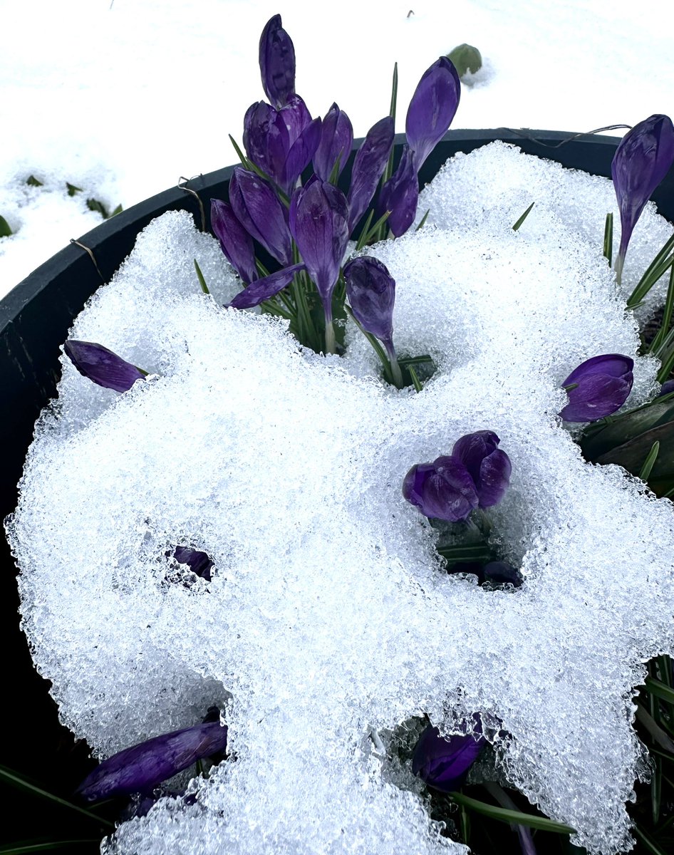 VanIsleGardener's tweet image. The crocuses in the #spring #bulb in #mygarden pot got frostbite from the cold spell this past week that included 6” of snow! Photo from three days ago.