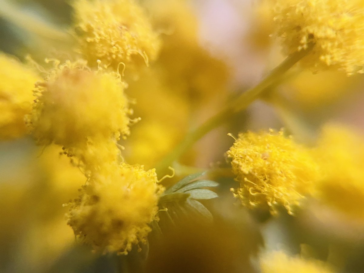 #flowers #flowerstagram #flowerlovers #ミモザ #ミモザの花 #yellowflowers #naturephotography #naturelovers #naturelovers #花 #mimosa #macro #macroflower