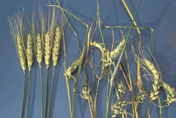 KStateAgron's tweet image. Producers should pay close attention to the growth stage of their #wheat before making spring herbicide applications. Learn why in the article: bit.ly/3uS9DJL @KStateWeedSci