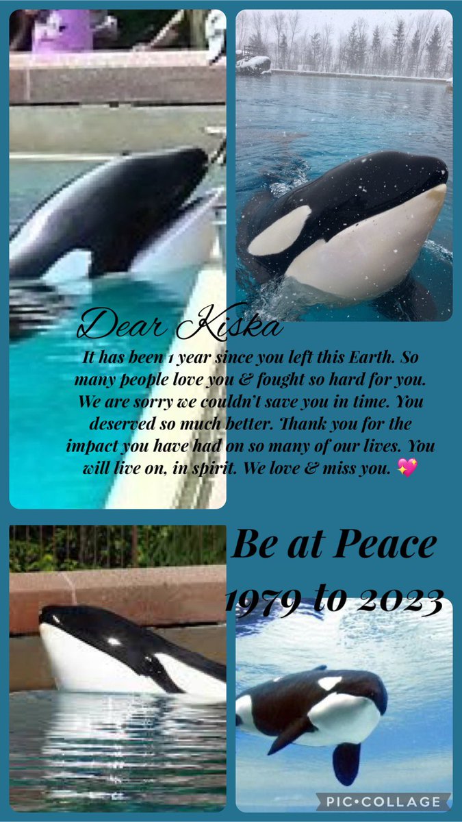 Never ever going to forget you, sweet girl! #Kiska