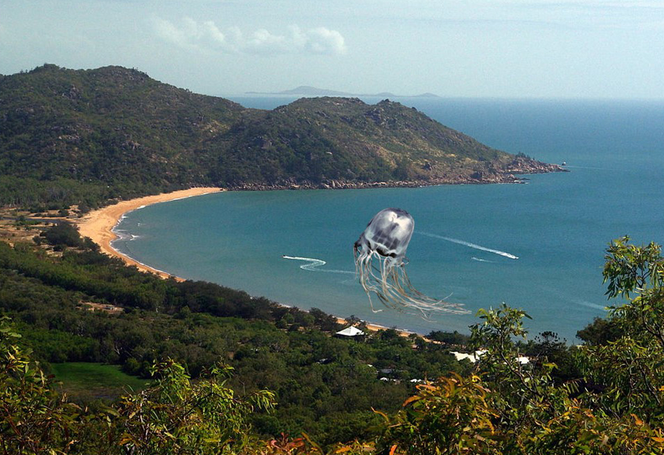 eDNA study demonstrates that the benthic polyps and jellyfish of deadly #Chironex are locals in Horseshoe Bay, #MagneticIs that don’t want to leave!, eDNA reveals all! <a href="/jcu/">James Cook Uni</a> 
tinyurl.com/bdes77t7