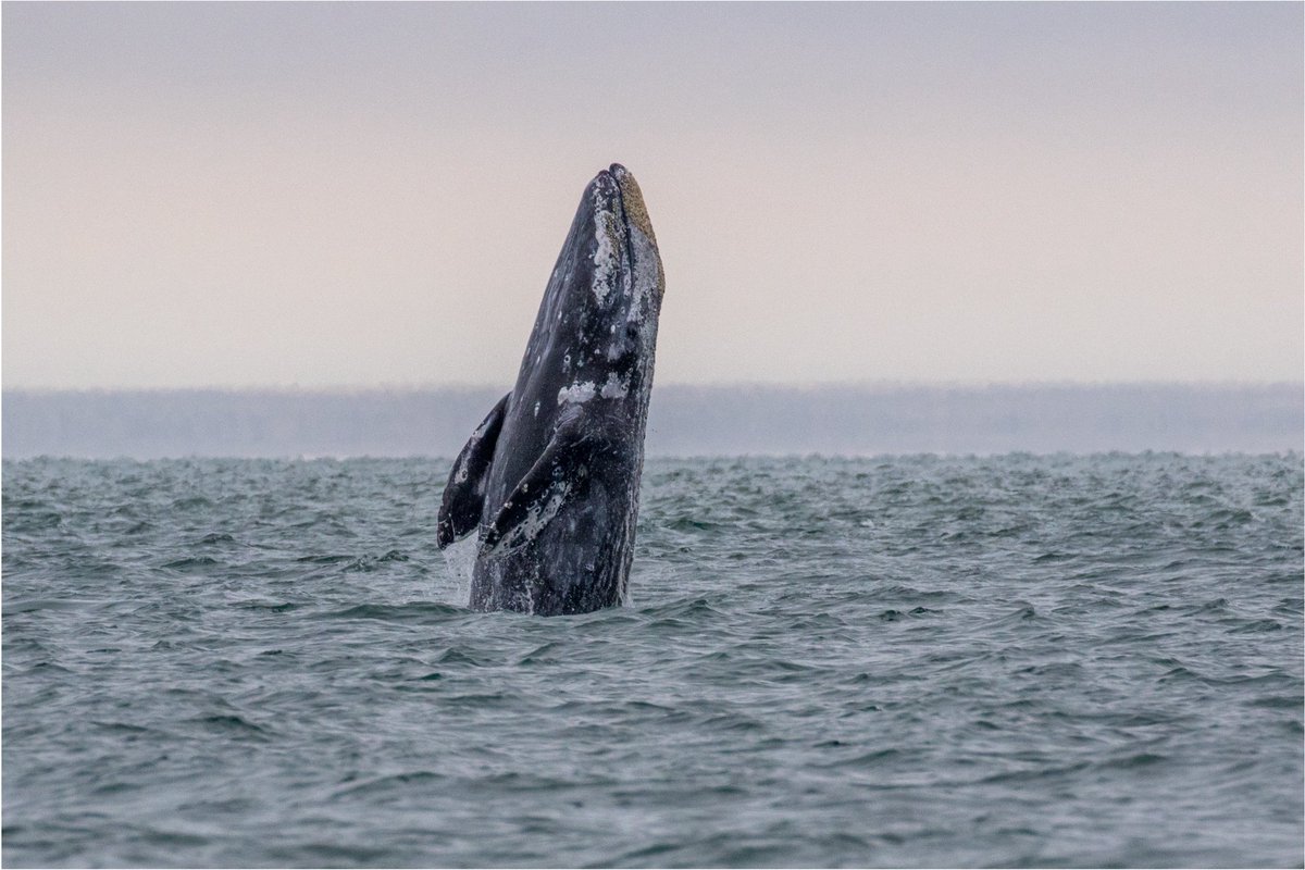 Want to see #GrayWhales? 🐋 You won’t want to miss your chance to witness their incredible migration and participate in #CommunityScience to help conservation efforts. Explore the whales’ migration map to find a viewpoint near you today 🗺️ at bit.ly/3EuS4B5.