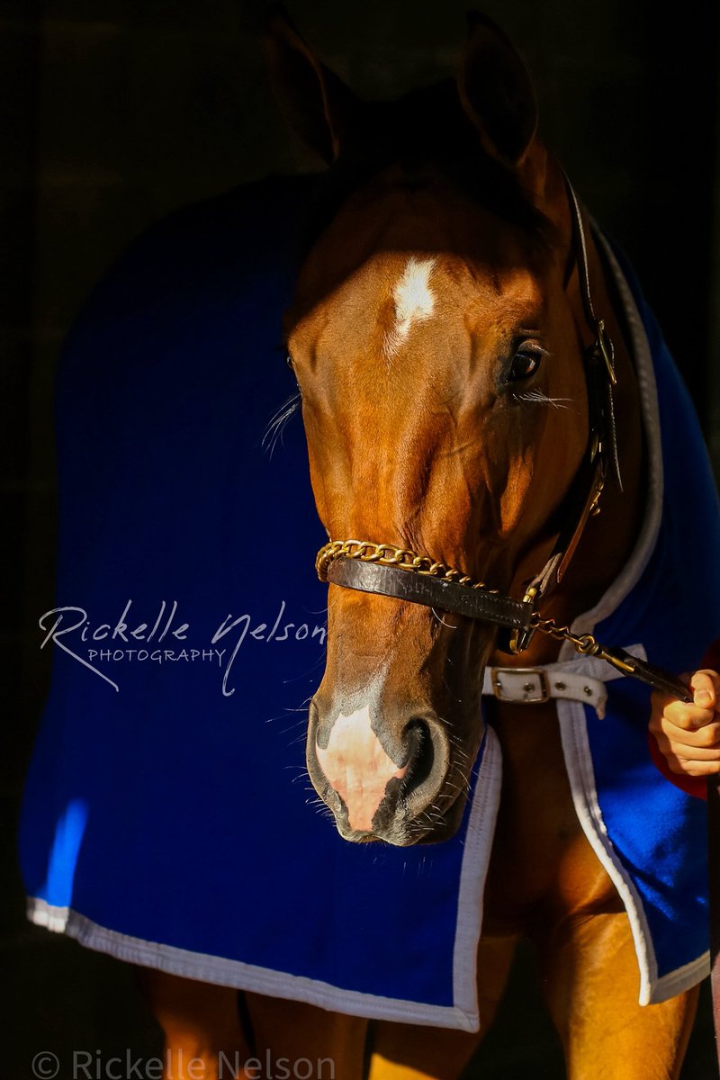 55 Days to Oaks! 🌸 Last year’s winner Pretty Mischievous is one of the sweetest & most beautiful fillies I’ve met. I photograph her whenever I can and just love watching her. Plus, she’s got such a boopable nose!!! #BringOn150! 🏇🏻🏇🏻🏇🏻🏇🏻