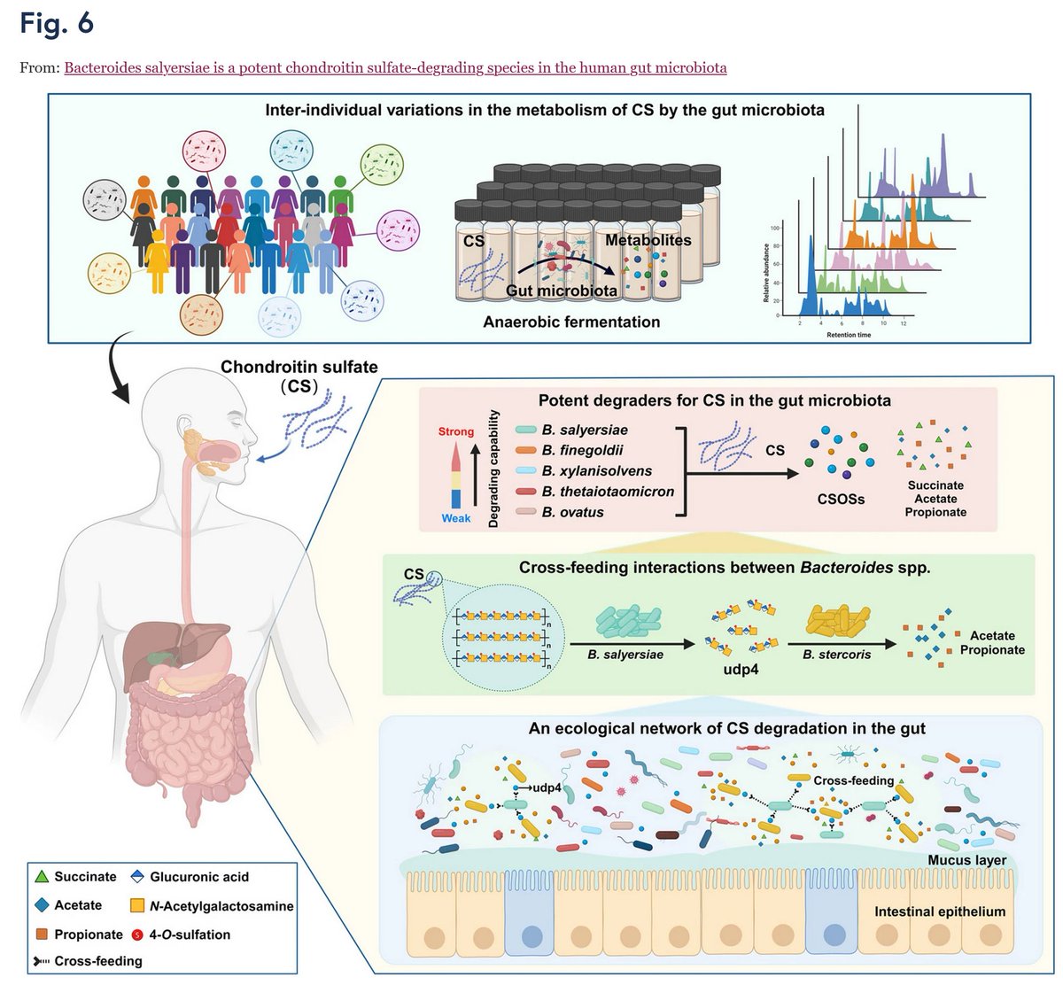 Another interesting example of gut microbes able to metabolically degrade a drug, in this case Bacteroides salyersiae (with a few identified CAZymes) and chondroitin sulfate, used to prevent osteoarthritis.
microbiomejournal.biomedcentral.com/articles/10.11…