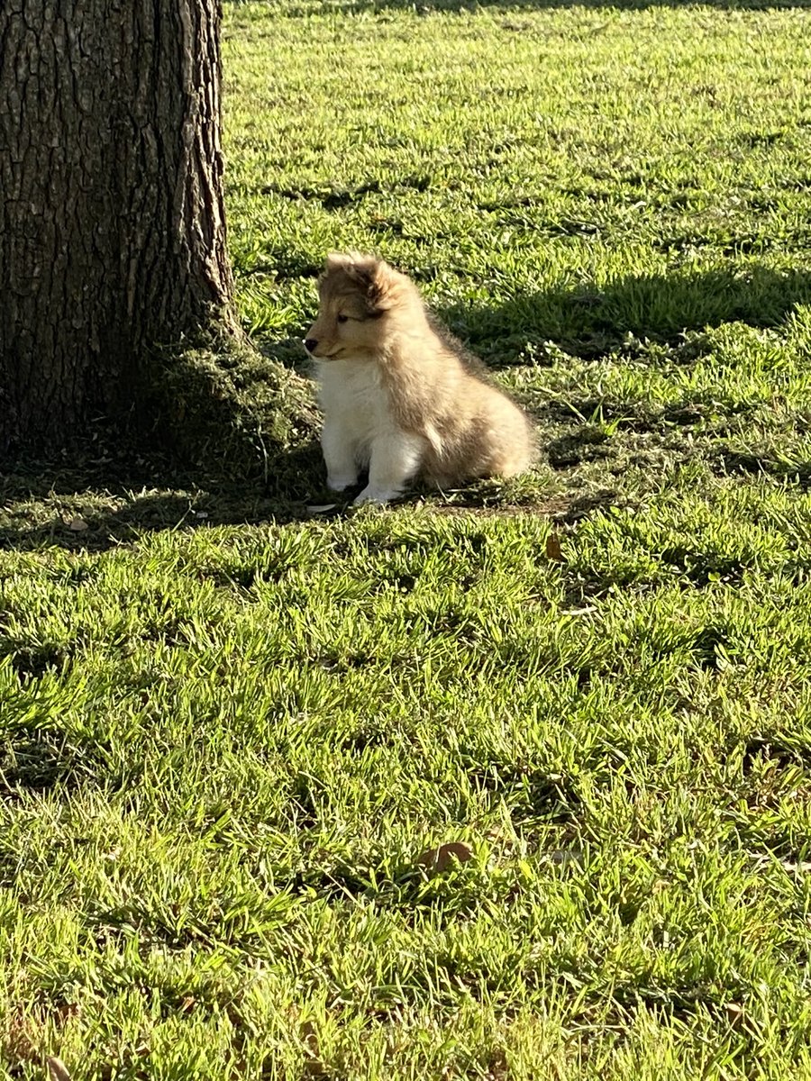 Mom picked us up today so we are home! Yay! And I get to play in the big yard again! Love, Baby Kai ❤️🐾❤️ #dogsofX #puppylove