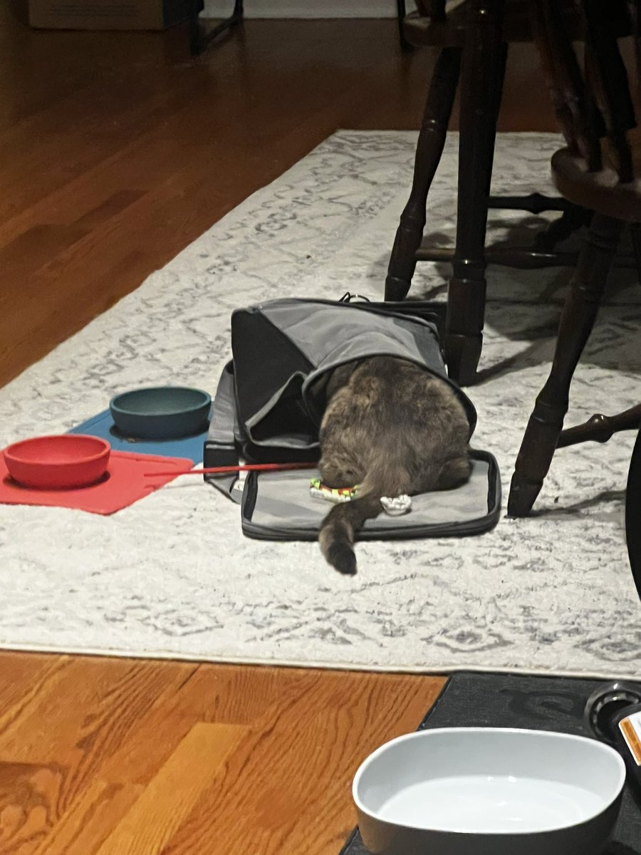 if this gets 10 likes i’ll sneak up on her and pet her bunt