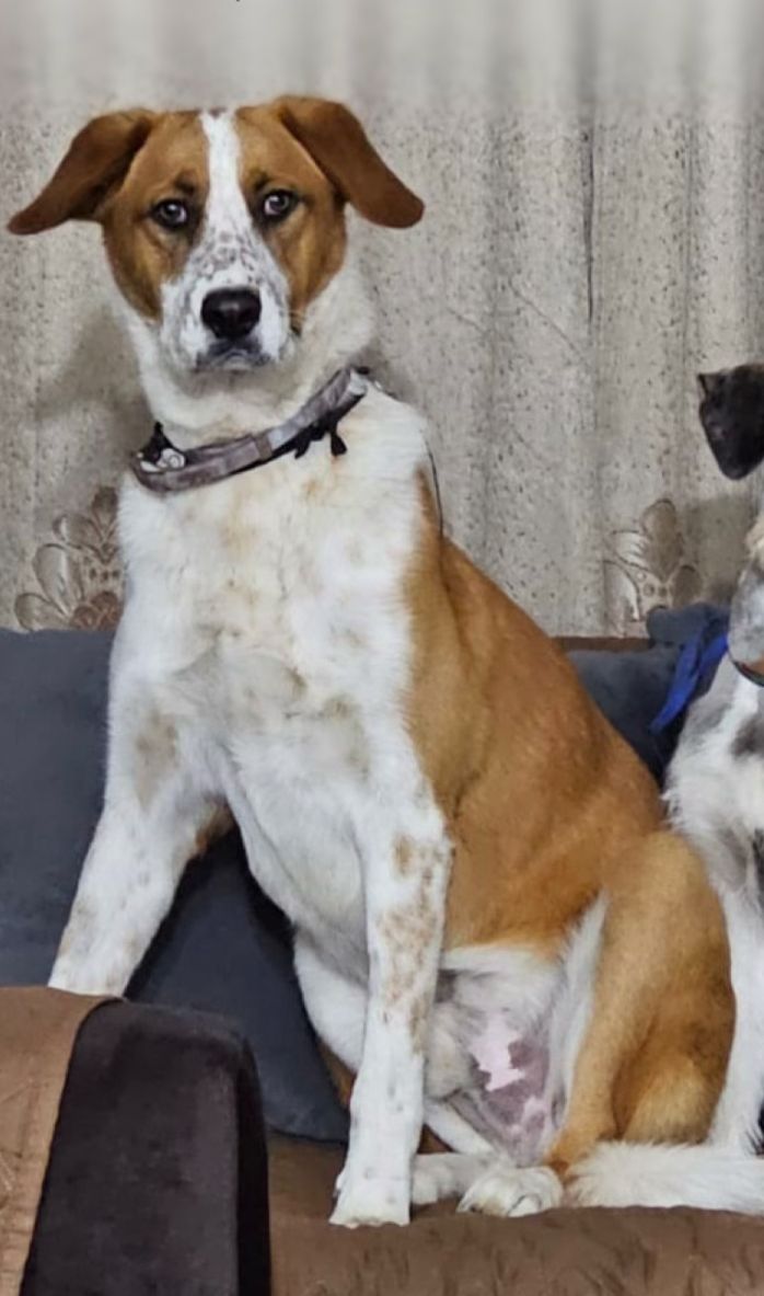 Por favor este perrito está perdido, es del sector de Zavala, ciudadela de los Servidores del IESS, ayúdenos a encontrar <a href="/UBAQuito/">Unidad de Bienestar Animal Quito</a> <a href="/MunicipioQuito/">Municipio de Quito</a>