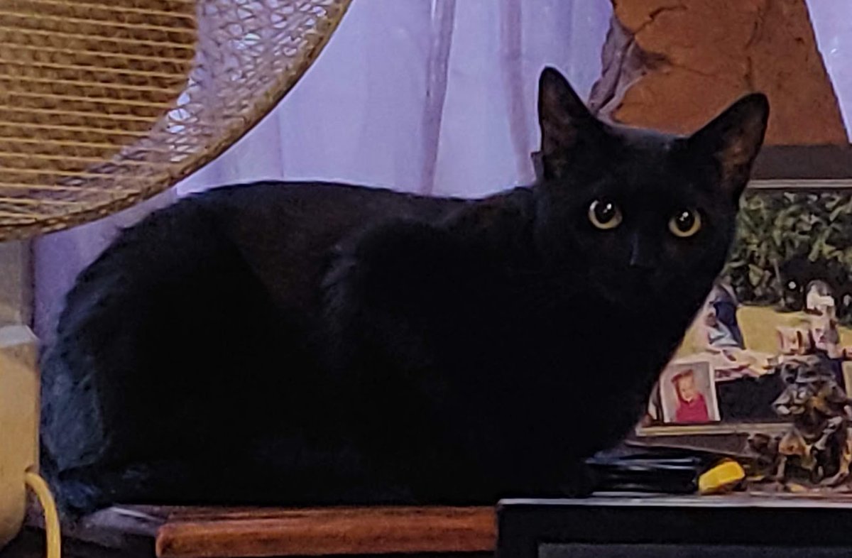 #caturday #CatsOfTwitter 
<a href="/BlaineRincon/">Blaine Rincon</a>
<a href="/TiffyLaw3/">𝓣𝓲𝓯𝓯𝔂</a>
<a href="/RoodJood/">Judith</a>
<a href="/littlekatmom/">Marsha😻</a>
<a href="/kat3796/">Saint Kat & Gibbs 🇬🇧 🇺🇦</a>
<a href="/Miss_1999/">Christy Rach</a>
<a href="/Ms_Lilith999/">❤️🌈 In loving memory of our beloved Lilith 🌈❤️</a> 
<a href="/thechrisbarron/">Chris Barron</a>
<a href="/LouDPhillips/">Lou Diamond Phillips</a>
<a href="/seangunn/">Sean Gunn</a>
<a href="/TonyTodd54/">Tony Todd</a>
<a href="/KierstenWarren/">Kiersten Warren</a> 
<a href="/vibesbmx/">vibes BMX "Erik with a K”</a>
@jd_evermore 
<a href="/tomellis17/">tom ellis</a>
<a href="/SlenderSherbet/">Paul Bronks</a>