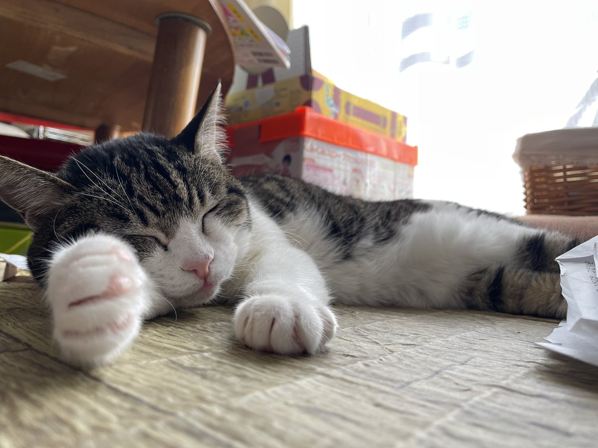 「静かだな」と探したら、
散らかる子供部屋に落ちてた。

小春日和。