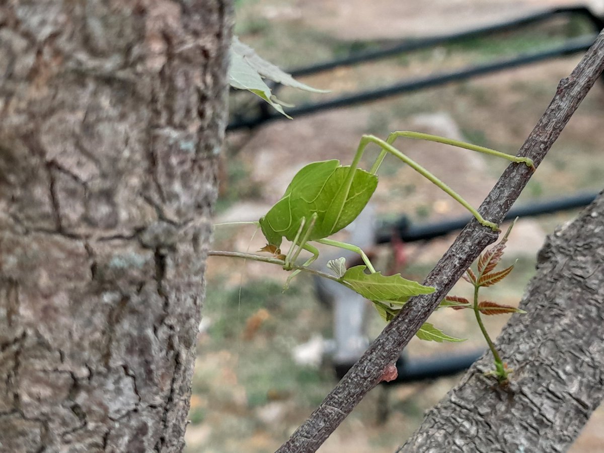 This one was pretending to be a leaf 
But didn't fool me
Because I'm an expert at pretending to be someone 

The truth? 
The tree, the leaf, the insect and me
We are all Soil!

#SaveSoil 
#ConsciousPlanet 
#MiracleOfMind