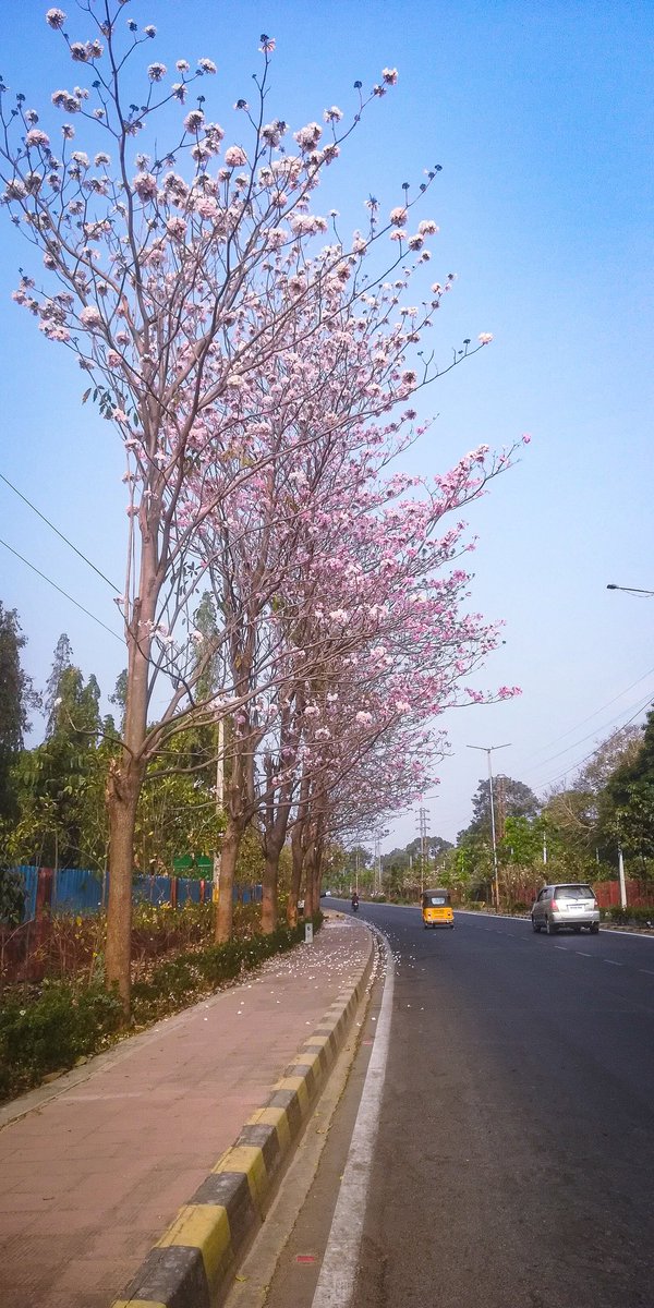 Blooming #Hyderabad