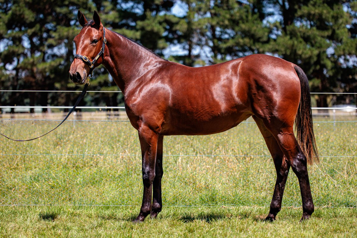 Lot 62 - Our Ultimate Abbey / Art Major filly SOLD for $60,000 at the <a href="/NutrienEquineSB/">Nutrien Equine Standardbred</a> Standardbred Sydney Yearling Sale. 
Congratulations to Matt Tuza. All the best to the successful purchasers <a href="/Goozdolphin/">Goozdolphin Racing</a> Racing - good luck !