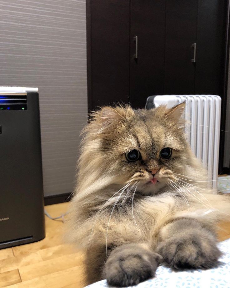 kedi aurası gülümsetir😺 (@kediaurasi) on Twitter photo 