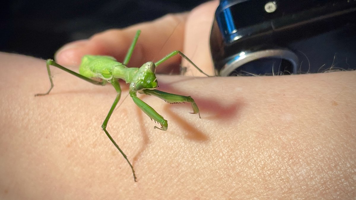 NEW BLOG POST: “Weekly Wrap 719: The Realm of the Big Green Insect and other legends” stilgherrian.com/weekly-wrap/71… Covers 4–10 March 2024 and contains links to Interesting Things. The critter is called a false garden mantis (Pseudomantis albofimbriata) even though it IS a mantis.