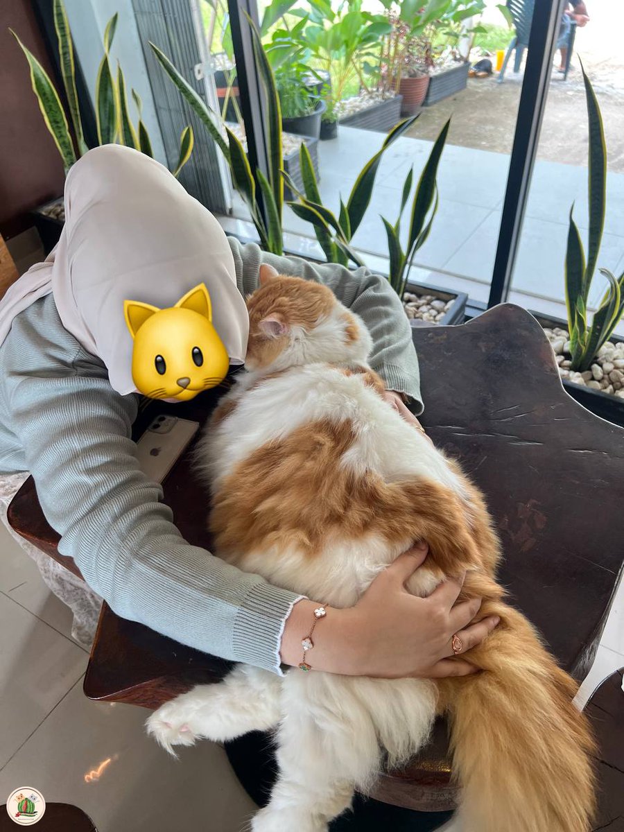 kochengfs's tweet photo. Kaget bgt tiba tiba ada bison 🐈 https://t.co/DZkd3JOviE