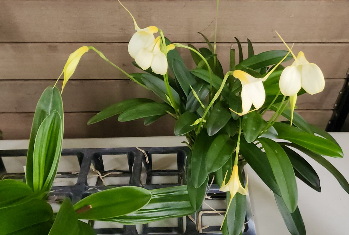 March 10th #orchid of the day: Masdevallia Mary Staal 'Gold Seal', seen at Saturday's monthly orchid society meeting.