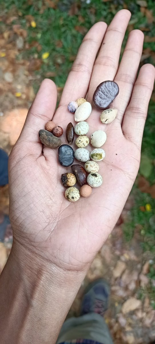 Who dropped these seeds?! Any guesses? #westernghats #seeddispersal #frugivory
