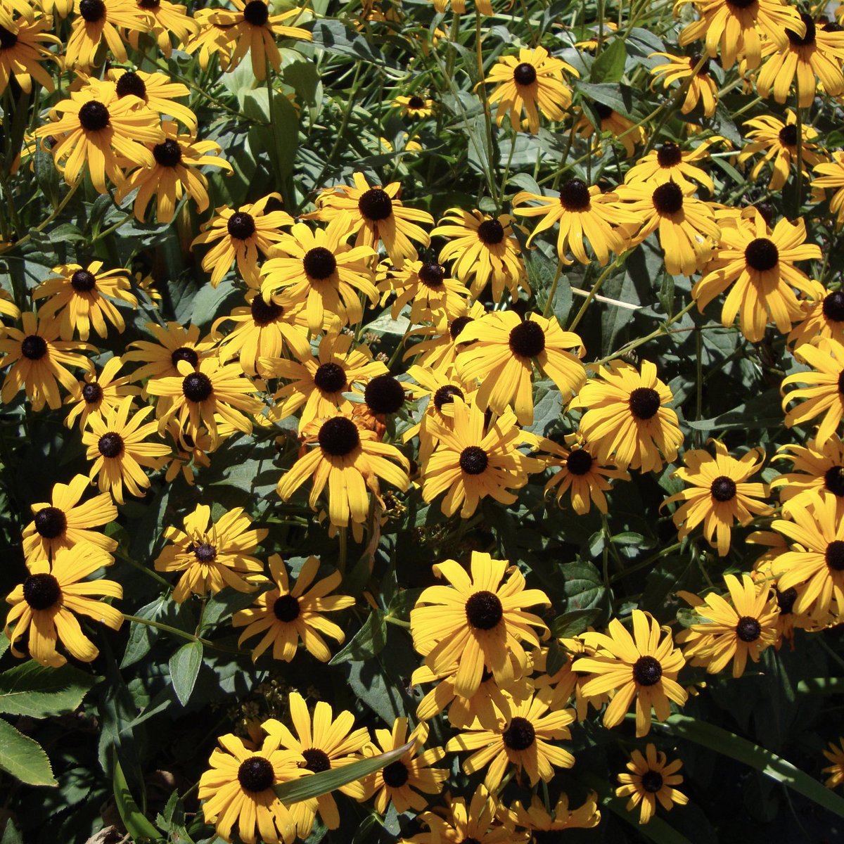 Brooklyn Botanic Garden Black Eyed Susans #SundayYellow #Garden #Flower