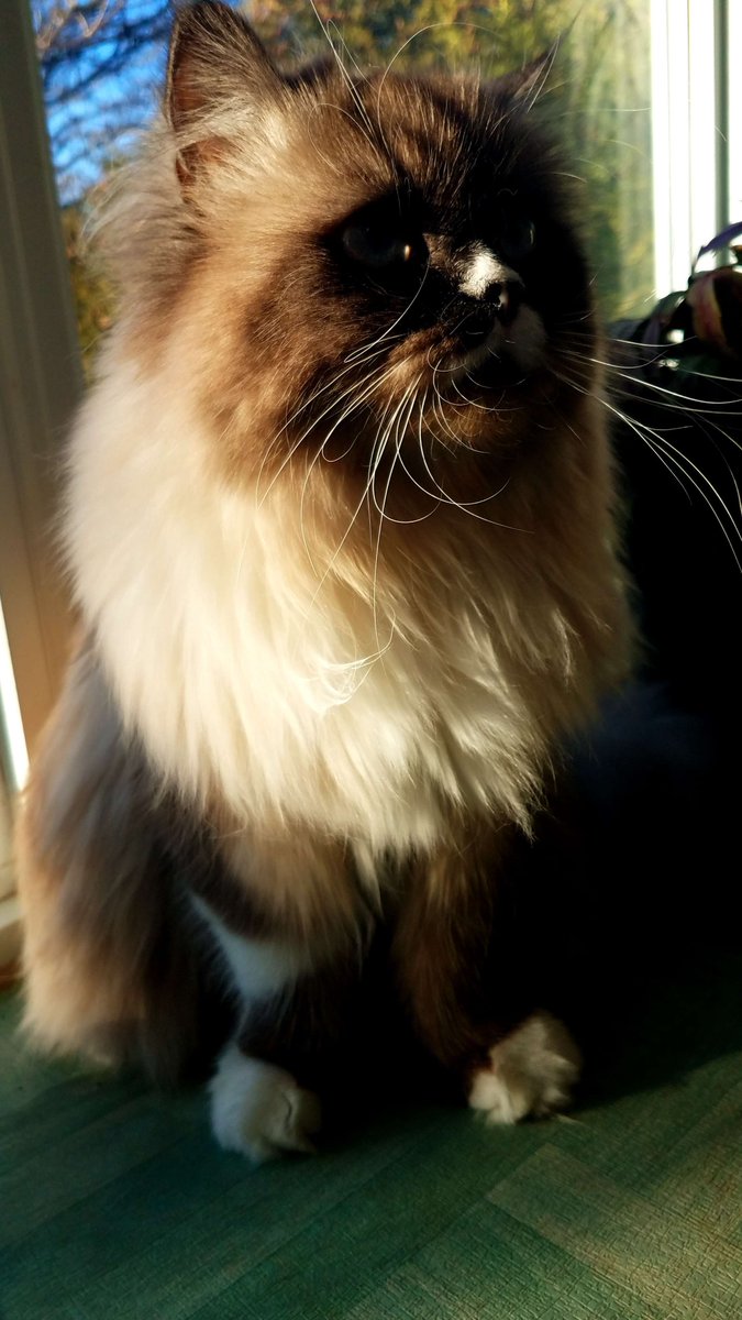 New merch set dropping this week! Designed these based on Poppy. Odette's version is next.🥰
silverlarkgaming-shop.fourthwall.com/en-cad/product…