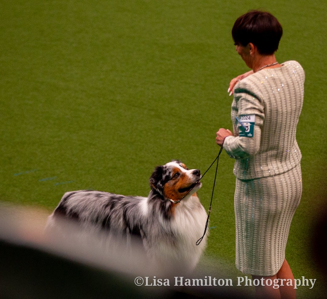 LisaHSnaps's tweet photo. Great day yesterday at @Crufts - Pictured here are the winners of the Pastoral and Working Groups, the #australianshephard and #leonberger, as well as the Obedience Champion and Scruffts winner 2024. 

#Crufts 
#crufts2024 
#dogphotography https://t.co/IiE4wGvt1f
