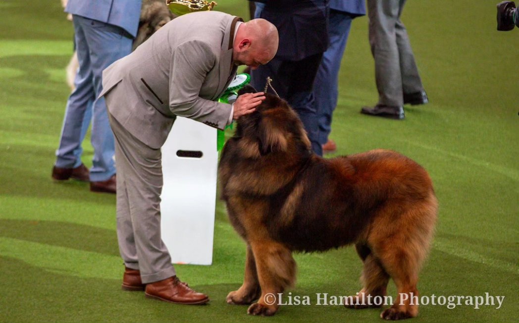 LisaHSnaps's tweet photo. Great day yesterday at @Crufts - Pictured here are the winners of the Pastoral and Working Groups, the #australianshephard and #leonberger, as well as the Obedience Champion and Scruffts winner 2024. 

#Crufts 
#crufts2024 
#dogphotography https://t.co/IiE4wGvt1f