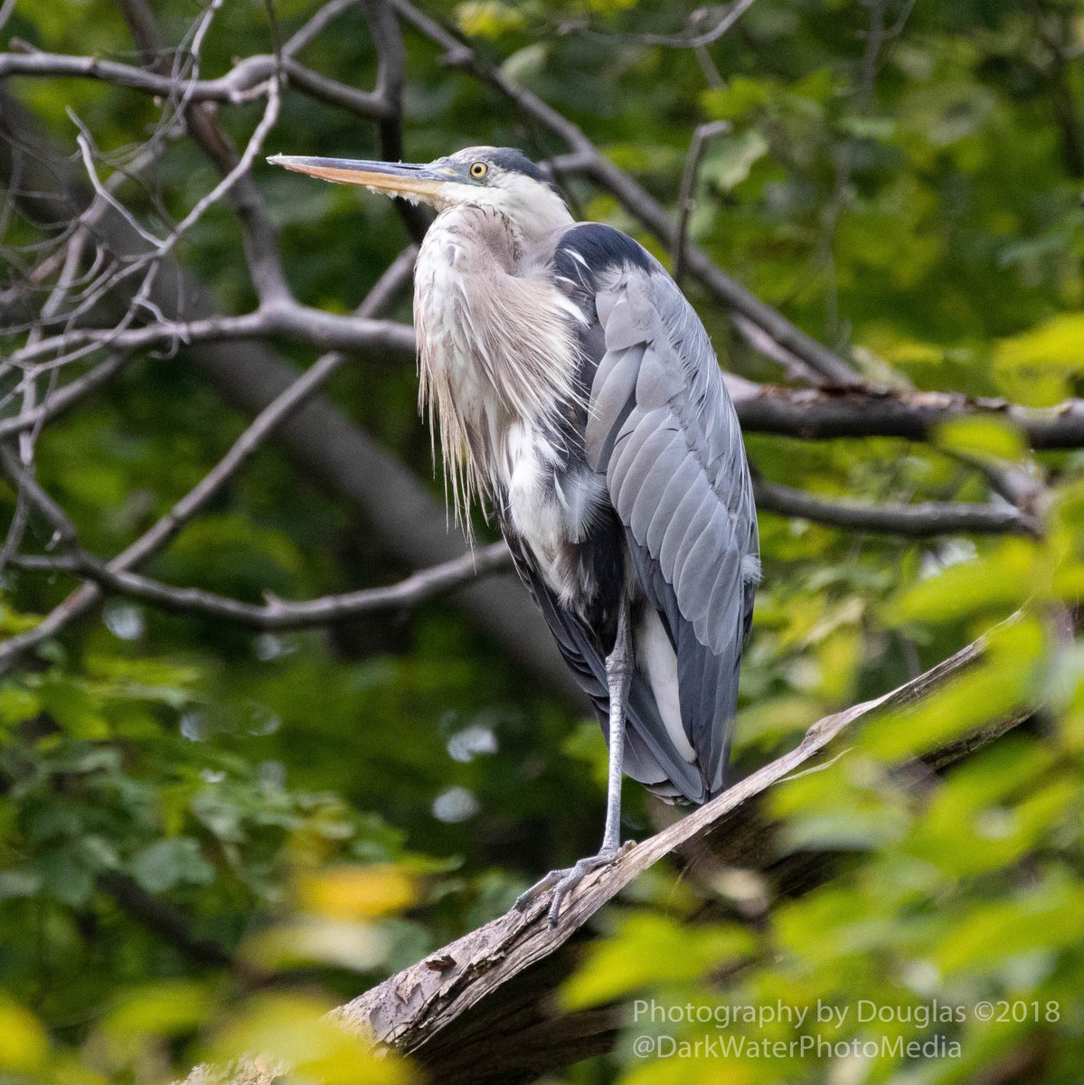 The fellow in this image from Earle Bales Park, isn't really all that small.  🪶  Toronto - Ontario. 

#Birds #Wildlife #Wild #Nature #Outdoors #PhotoHike #UrbanParks