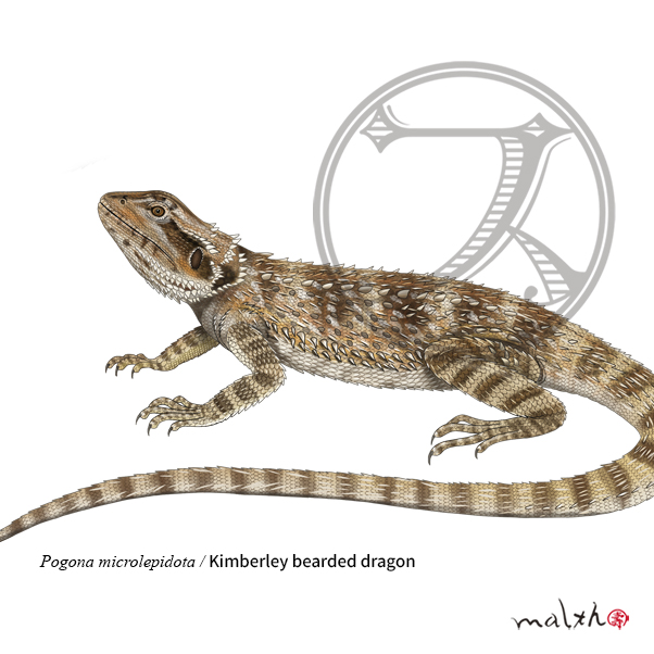 アゴヒゲトカゲ属 オーストラリア西部に生息する ササメアゴヒゲトカゲ #野生動物  #動物イラスト #博物画 #デジタルペイント #アゴヒゲトカゲ #BeardedDragon