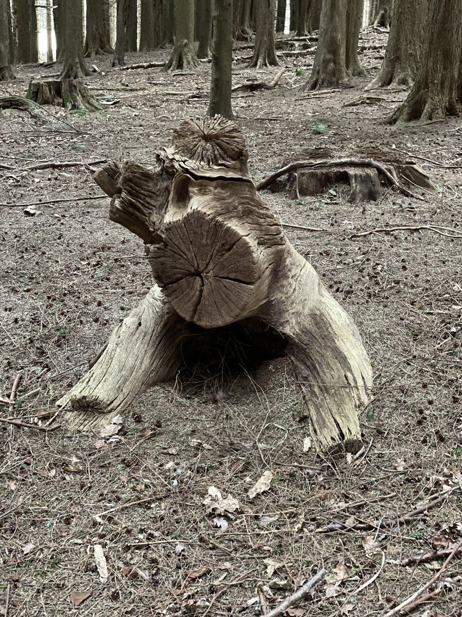 GrulineHomeFarm's tweet photo. Things with faces Mull … Dog Edition !  #scotland #mull #holidayactivities https://t.co/Vr4LXHUqwn