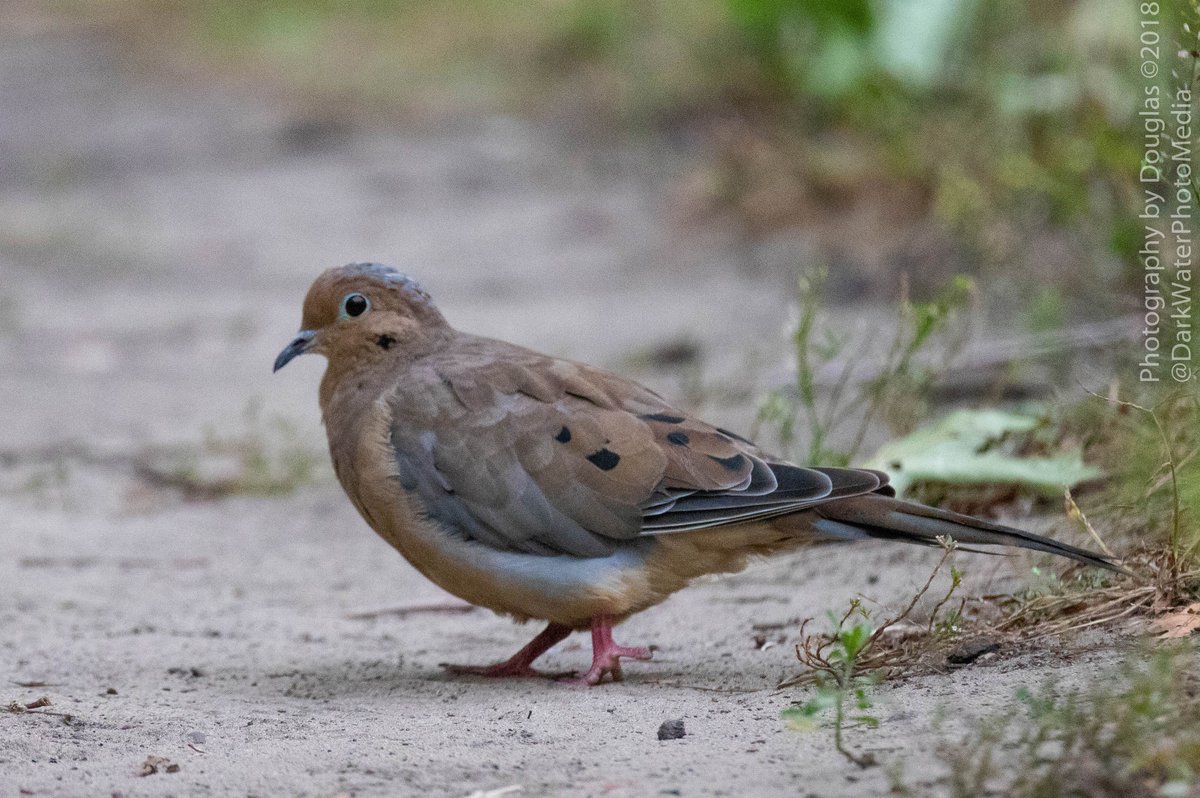 Inside High Park, a mourning dove goes for a cautious walk, there are redtail hawks in the park. 

#Birds #Wildlife #WildTO #UrbanParks #Photohike