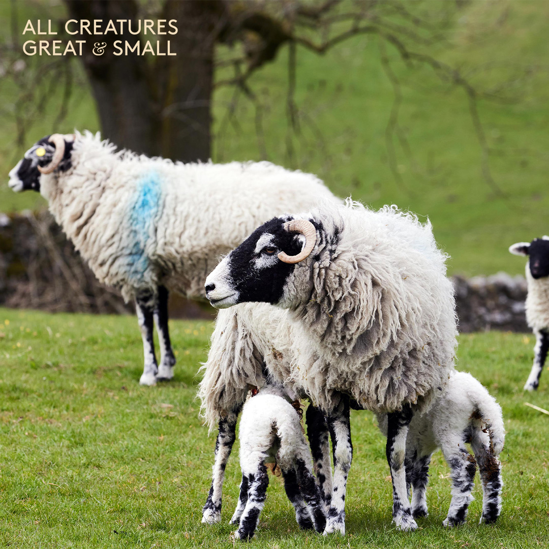Happy #MothersDay wishes from the All Creatures Great and Small family!    

#ACGAS #AllCreaturesGreatAndSmall