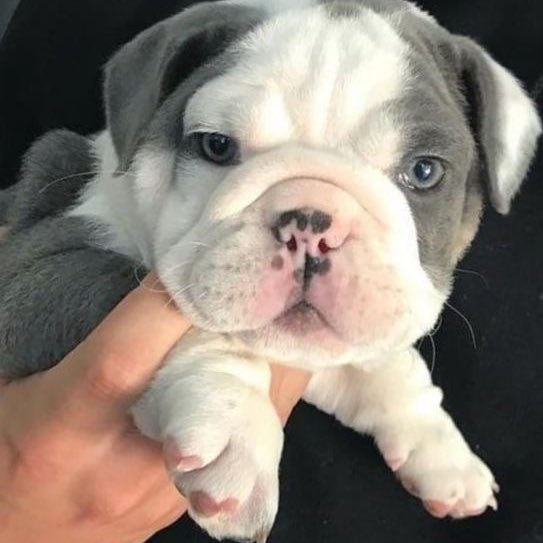 Animal / dono
(Sei q ta atrasado ok)