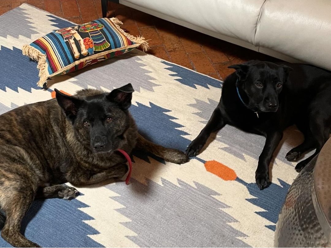 KristenSWorldF's tweet photo. Bear and Cole!!! 🥰🥰
No estoy llorando se me metió un #robsten  en el ojo 😭😭
#kristenstewart https://t.co/CKUrvG7xau