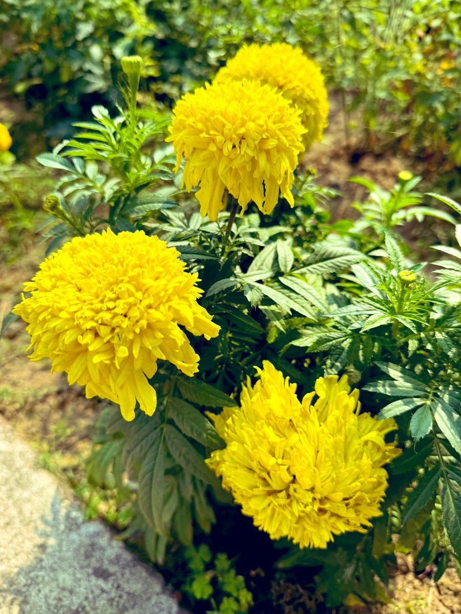Freshness of Marigolds...💐
Have an awesome #YellowSunday