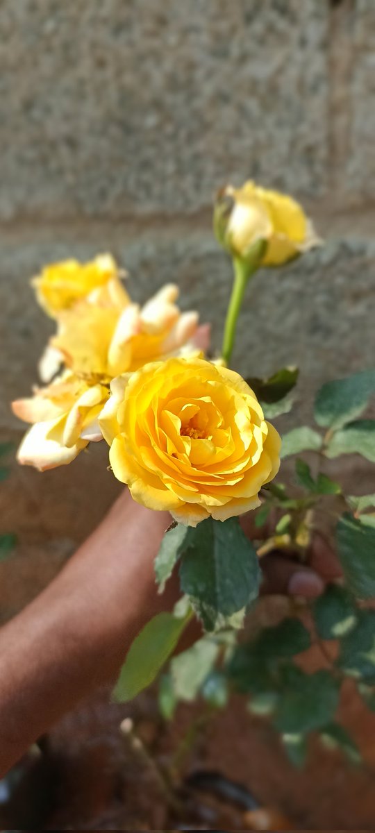 Sachinasir44's tweet photo. நம்ம வீட்டு ரோஜா செடி எப்படி இருக்கிறது➡️ ⁉️😘😘
புதிதாக பூ பூத்தது உங்களுக்காக பாருங்கள்❗அன்பு நண்பர்களே❗
#friends #Jasir @alagar_raghavan @whiteamma @MPMahendran_INC
@AalenOff @Vanitha06119914 @swarna718051021 @pitchaijohn1961 @DrJayanThiyagu @ADiravia @INDIANA_3333 https://t.co/CBAWFXATpZ