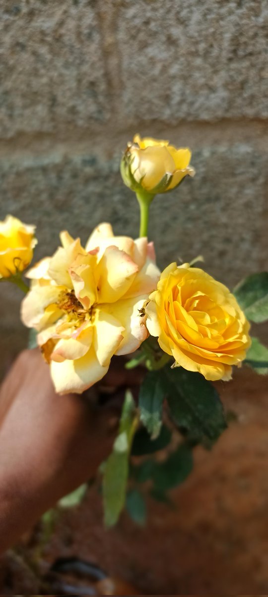Sachinasir44's tweet photo. நம்ம வீட்டு ரோஜா செடி எப்படி இருக்கிறது➡️ ⁉️😘😘
புதிதாக பூ பூத்தது உங்களுக்காக பாருங்கள்❗அன்பு நண்பர்களே❗
#friends #Jasir @alagar_raghavan @whiteamma @MPMahendran_INC
@AalenOff @Vanitha06119914 @swarna718051021 @pitchaijohn1961 @DrJayanThiyagu @ADiravia @INDIANA_3333 https://t.co/CBAWFXATpZ