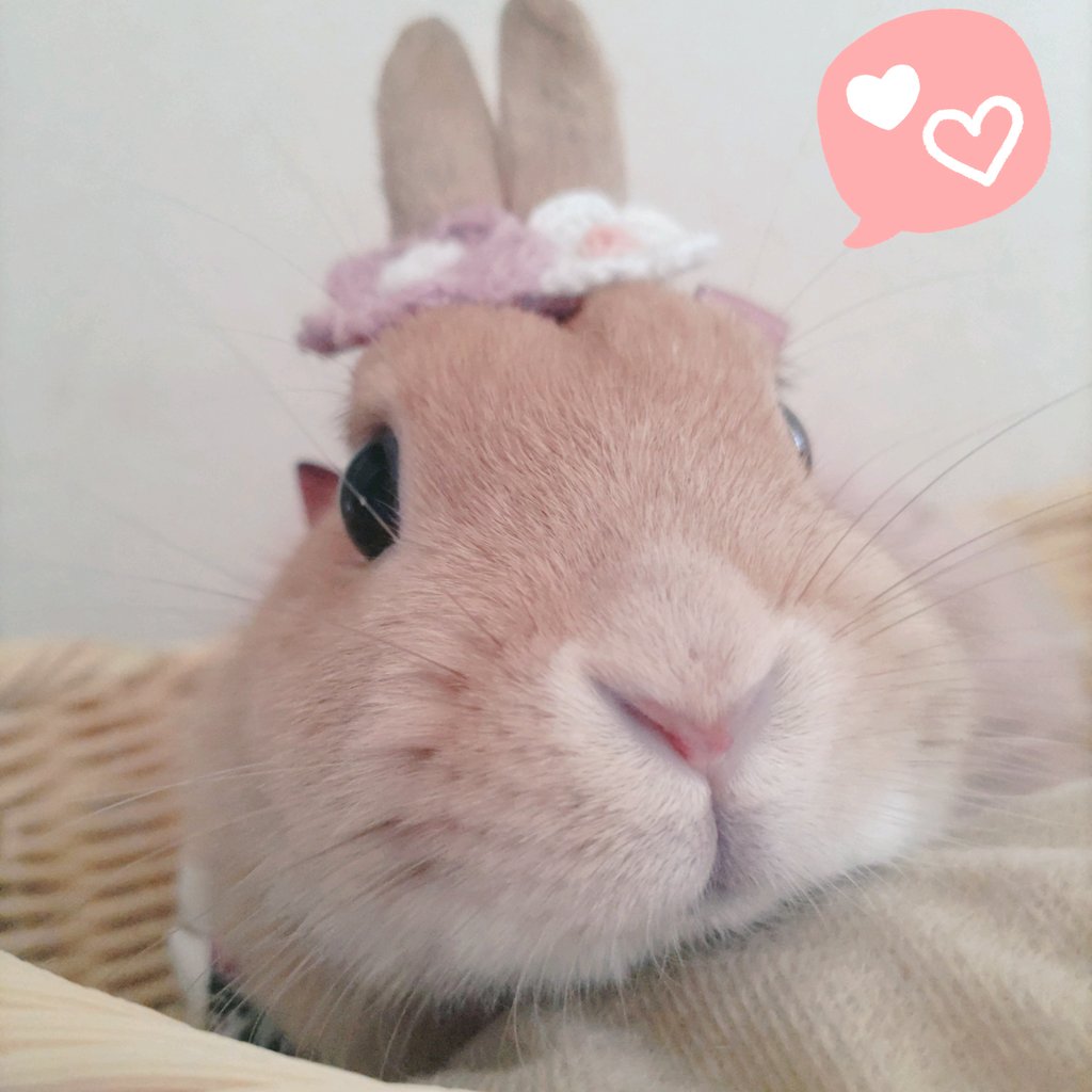 tippu_kidds's tweet photo. 本日我が家の愛兎 カヌレ嬢🐰が2 歳になりました🎉🎂
また1 年、愛らしく楽しく健やかに日々を過ごせますように🩷
(飼い主を)いっぱい癒してね😌✨
これからも変わらず、どうぞよろしくお願いします🐰💞🙇‍♀️

👉カヌレ🐰と一緒に販売されていて、先にお🏠が決まった兄妹❔姉弟❔な男の子🐰探してます🙏🏻 https://t.co/4322cHRmxa