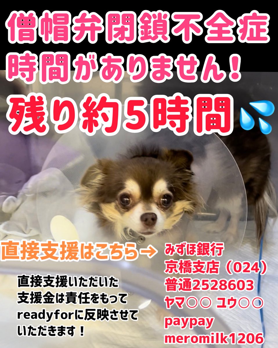 助けてください‼️‼️
お願いします‼️‼️
僧帽弁閉鎖不全症治療費のクラウドファンディング終了まで残りわずか💦💦

【残り約5時間‼️】
【目標まで38万2千円】

詳細はプロフィールURLからご覧ください🙇
家族が重い病で倒れ、皆様に頼らせていただいています🙇
readyfor.jp/projects/135900