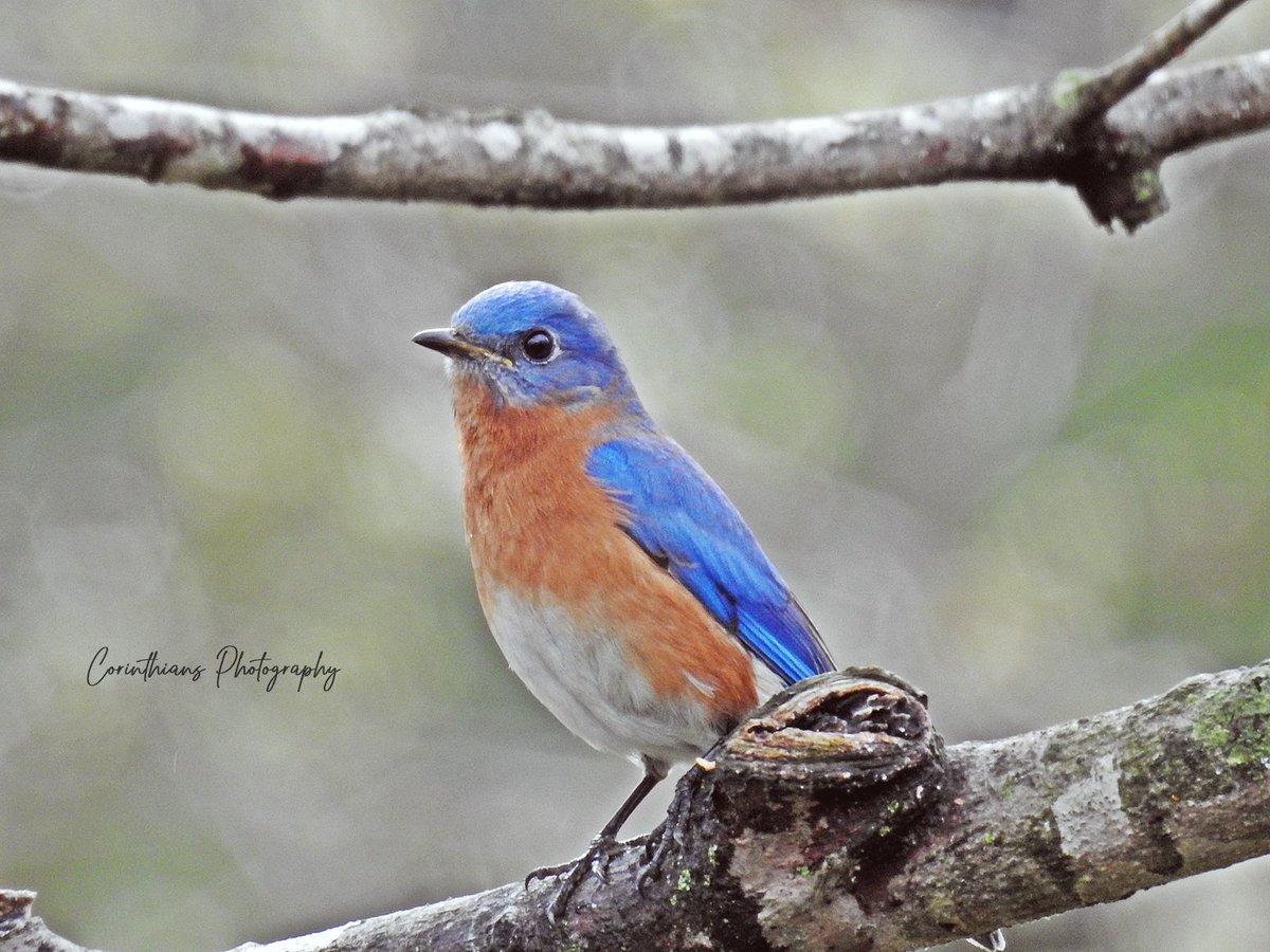 (Male) #easternbluebird #bluebird #bird #nature #naturephotography #wildlife #naturelovers #birdphotography #wildlifephotography #birding #animals