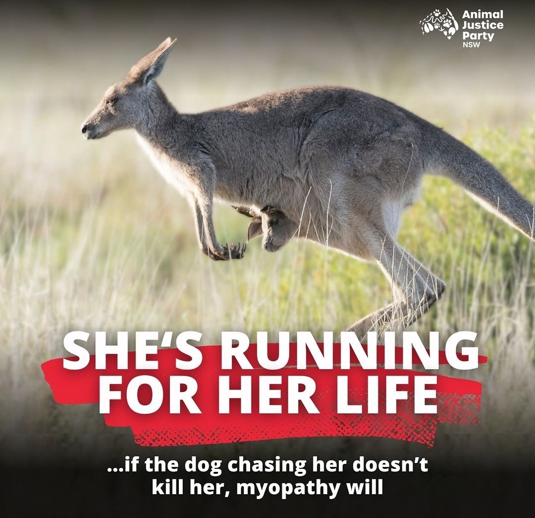 'This Kangaroo is fleeing for its life, threatened by both a chasing dog & a potentially debilitating condition called myopathy ...
Always keep your dog on a leash in areas with wildlife.
Help to #ProtectKangaroos.'
- @AJPNSW