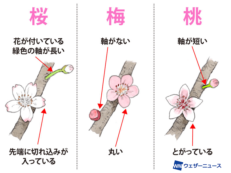 wni_jp's tweet photo. 【桜 梅 桃の違いは?】
春の花といえば、桜をはじめ梅や桃などもありますが、よく似ていて違いがわからないという人も少なくありません。

それぞれの見分け方をまとめました。

※開花時期の目安
桜：3月中旬～5月上旬
梅：1月下旬～4月下旬
桃：3月中旬～4月下旬
https://t.co/BRSRiwmjqn https://t.co/Q8v0q7OJhd