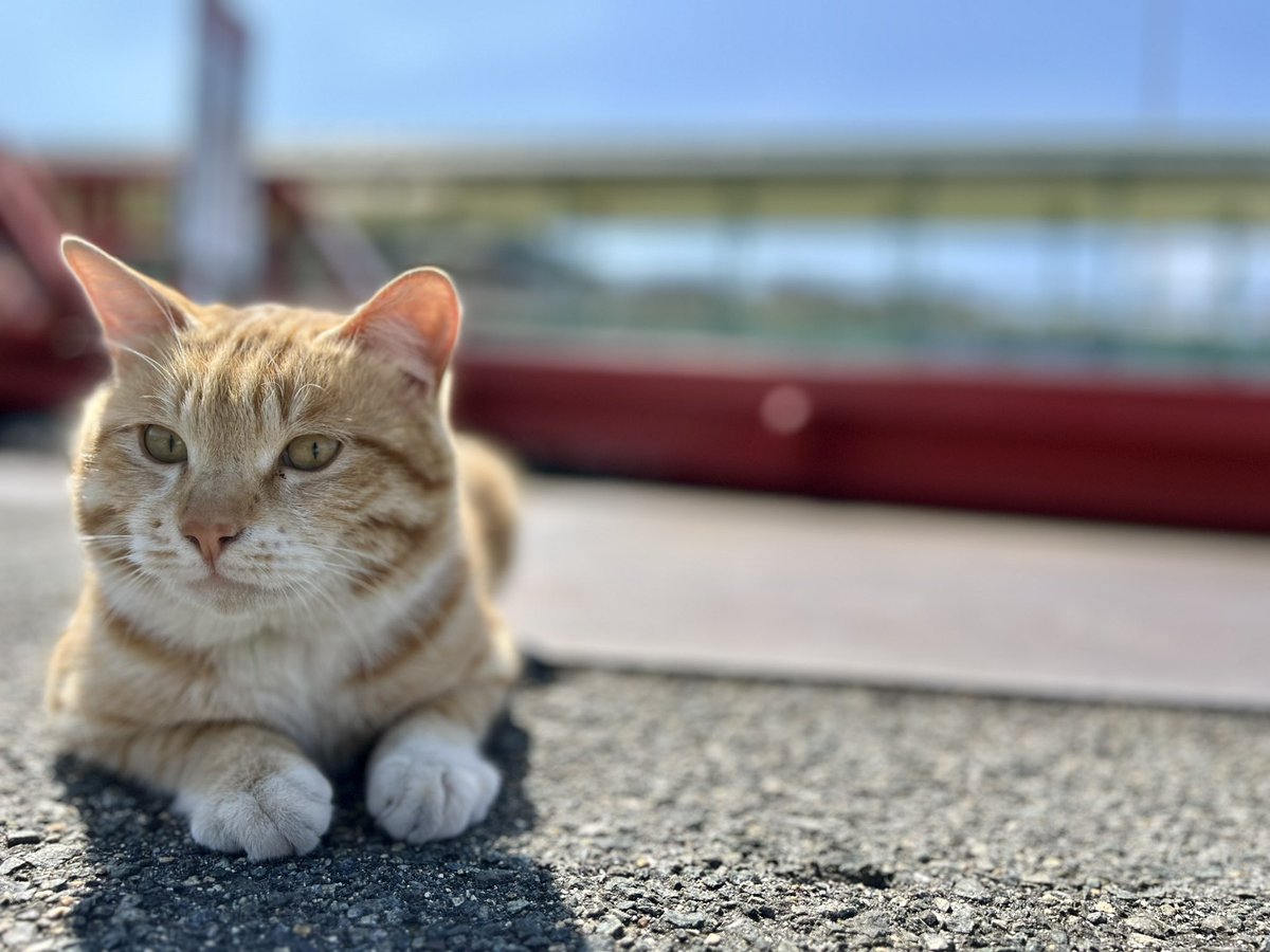HawaiiRika's tweet photo. waiting for you😺
#ninoshima #hiroshima #islandlife #似島 #広島 #島生活 https://t.co/oXuDw1ENdn