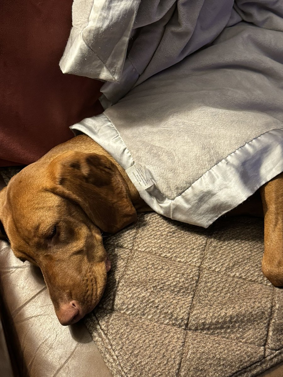 Sleepy pup time. #vizsla play hard nap hard. Under a binkie.
