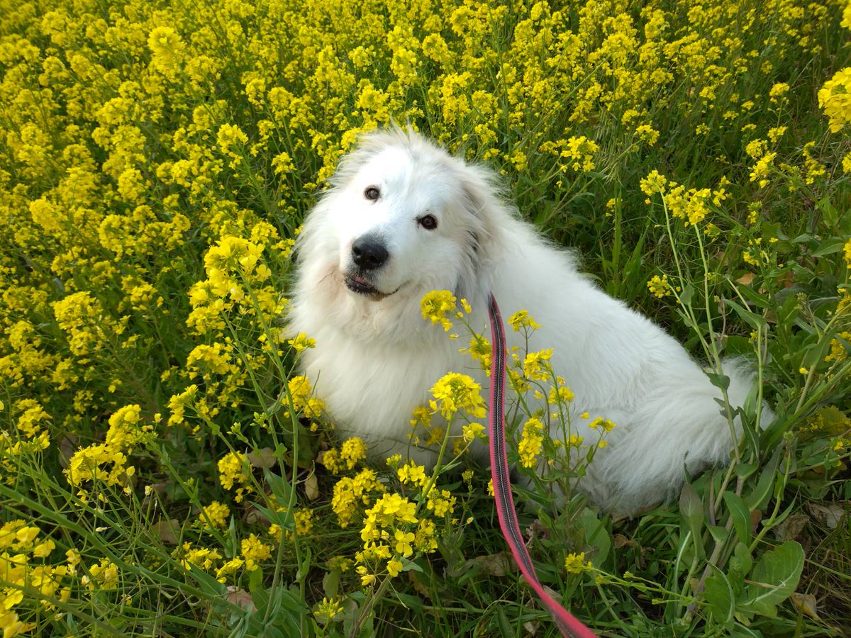 暖かくなってきましたね。
#グレートピレニーズ #greatpyrenees #犬 #pyr