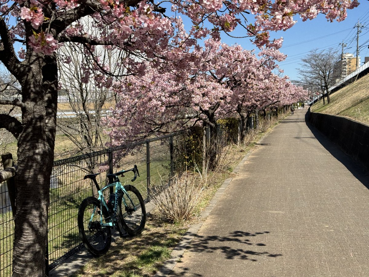 多摩湖自転車道空堀川の河津桜まだ見頃
#bianchi #ridebianchi #ridebicycle  #infinitocv #サイクリング #oltrexr4 #oltrexr4disc