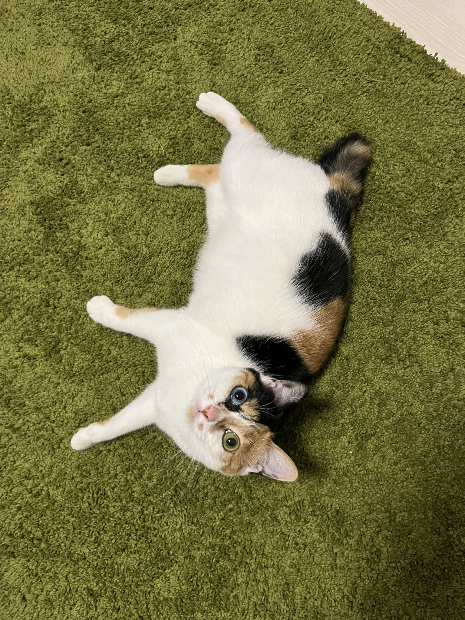 タケコブター様 レジンヘアゴム キジトラ猫ちゃん 紅葉＆とんぼNo.1341