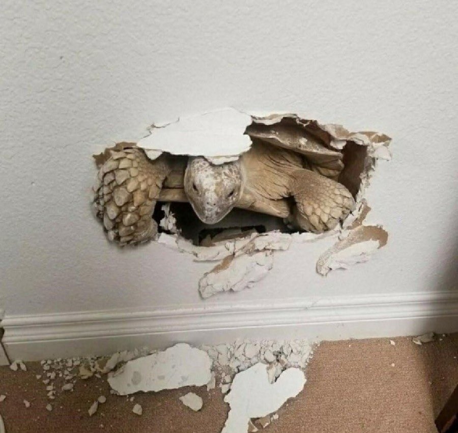 equine__dentist's tweet photo. me coming to fucking GET YOU https://t.co/8Onqyqdl2H